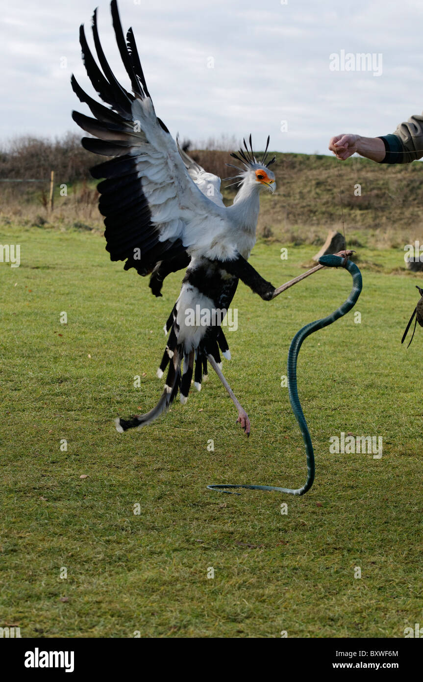 Un Segretario Bird combattere con una finta di snake Foto Stock