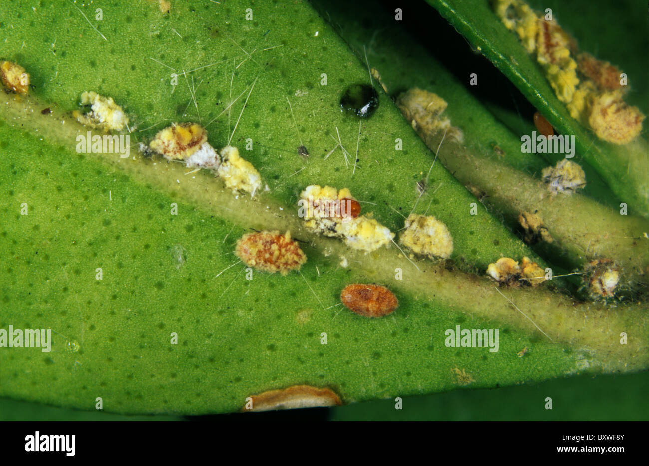 Insetti di scala (Planococcus sp.) infettati con un fungo entomopathogenic Foto Stock