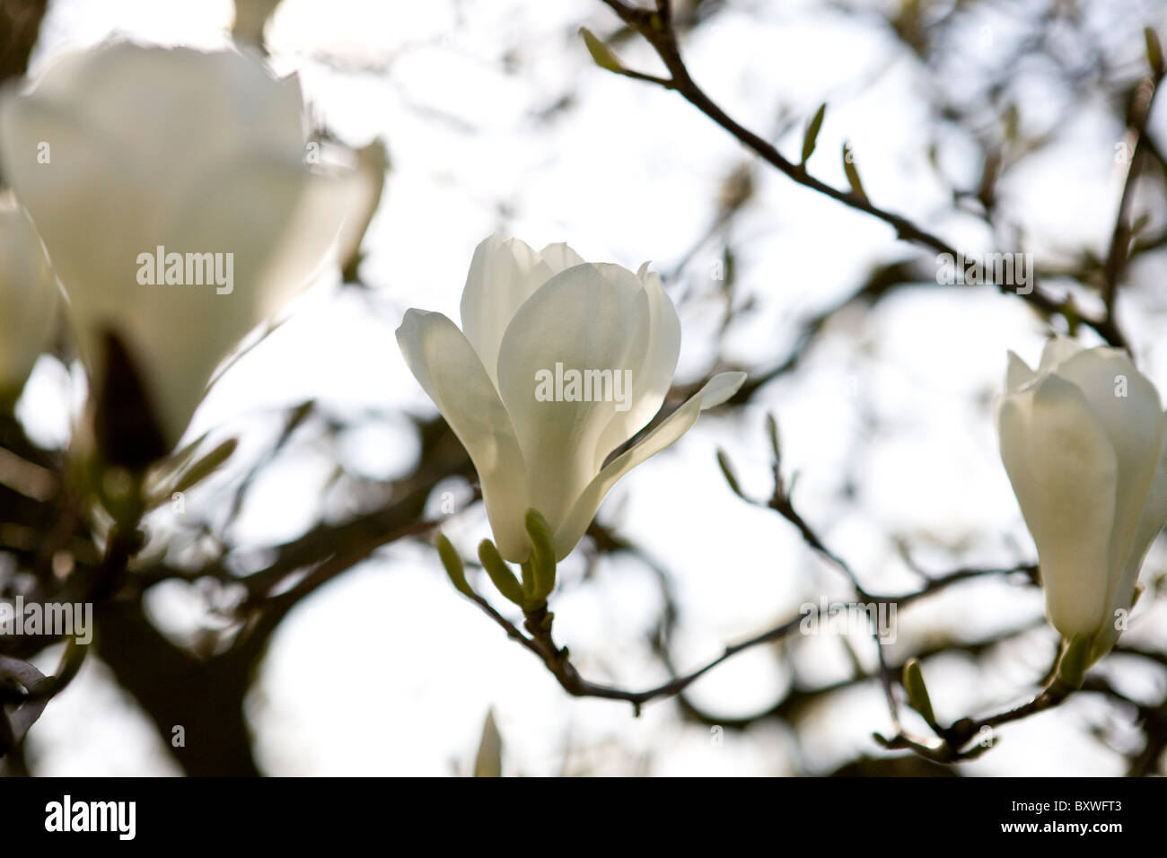 Bianco fiori di magnolia Foto Stock