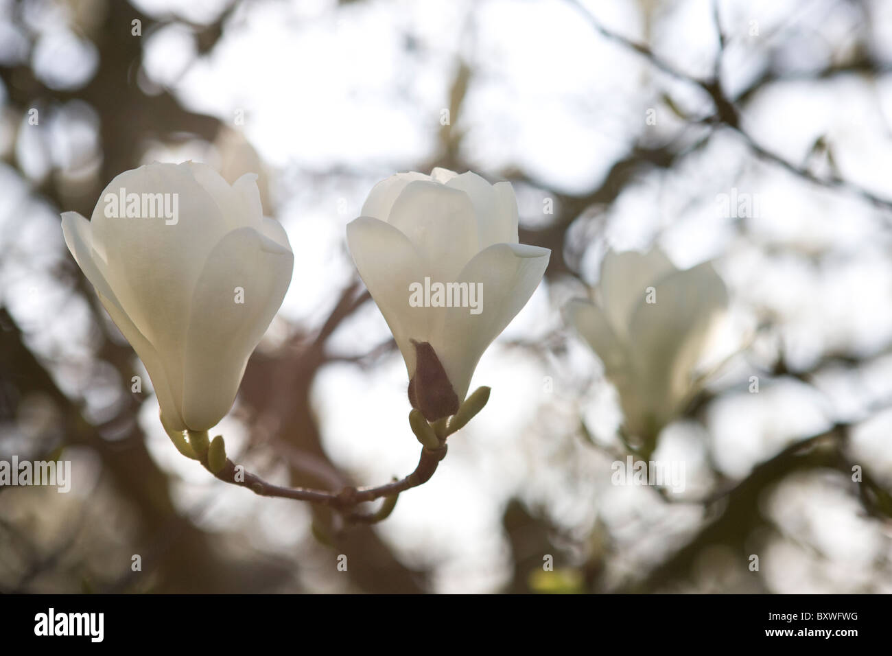 Bianco fiori di magnolia Foto Stock