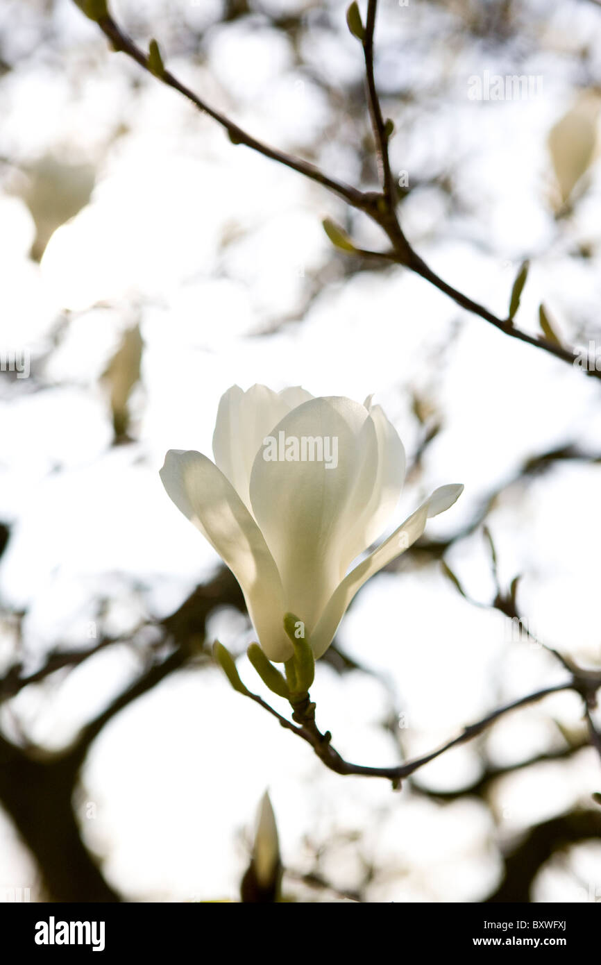 Un bianco fiore di magnolia Foto Stock