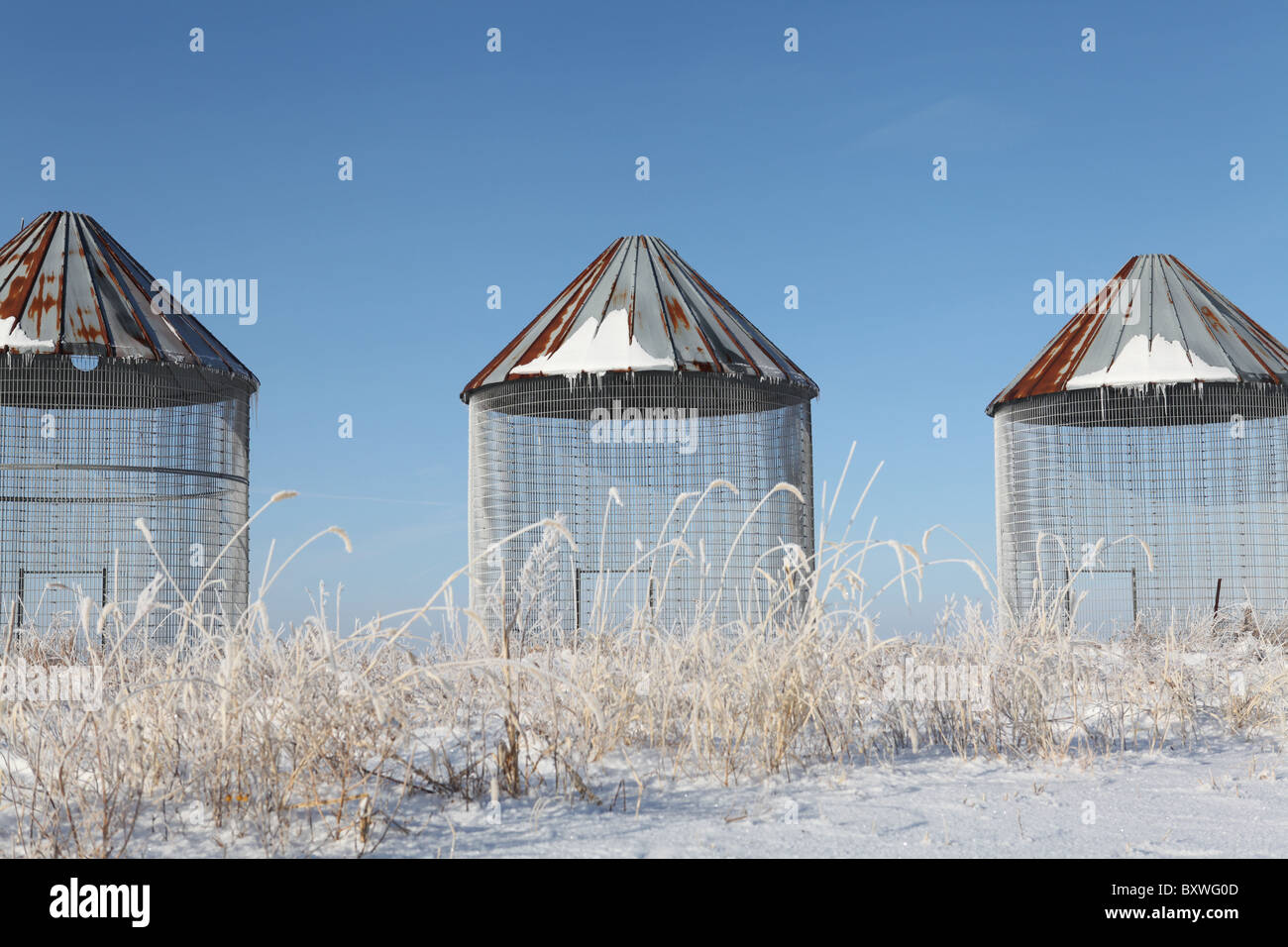Antico presepe di mais bidoni in campo nevoso nello Iowa. Foto Stock