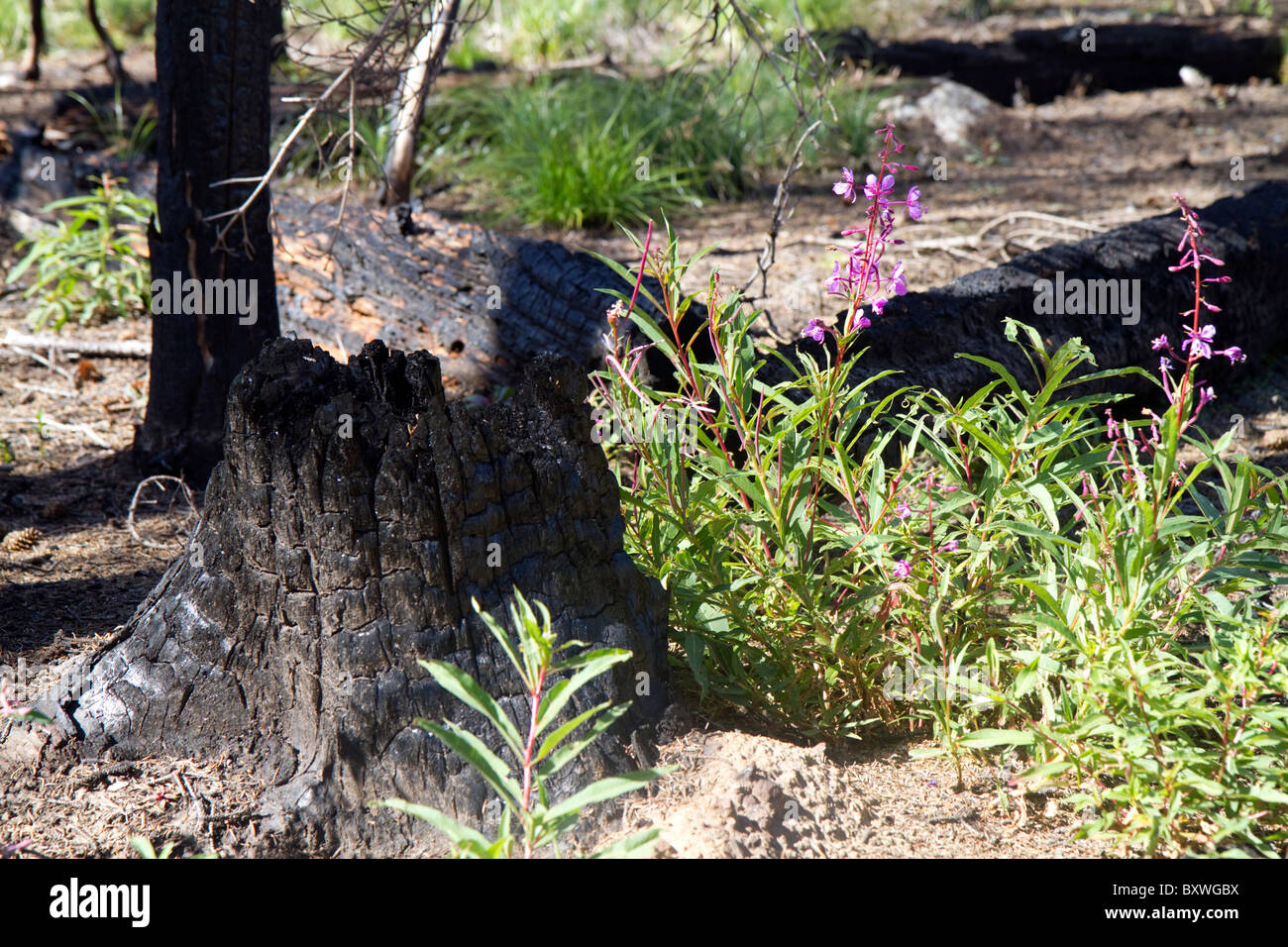 Area bruciata da incendio di foresta lungo la storica Magruder corridoio nel deserto Selway-Bitterwoot, Idaho, Stati Uniti d'America. Foto Stock