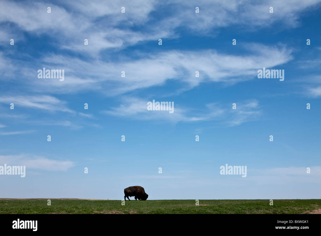 Stati Uniti d'America, Sud Dakota, Parco nazionale Badlands, i bisonti americani (Bison bison) alimentazione sulla prateria erbosa sul pomeriggio a molla Foto Stock