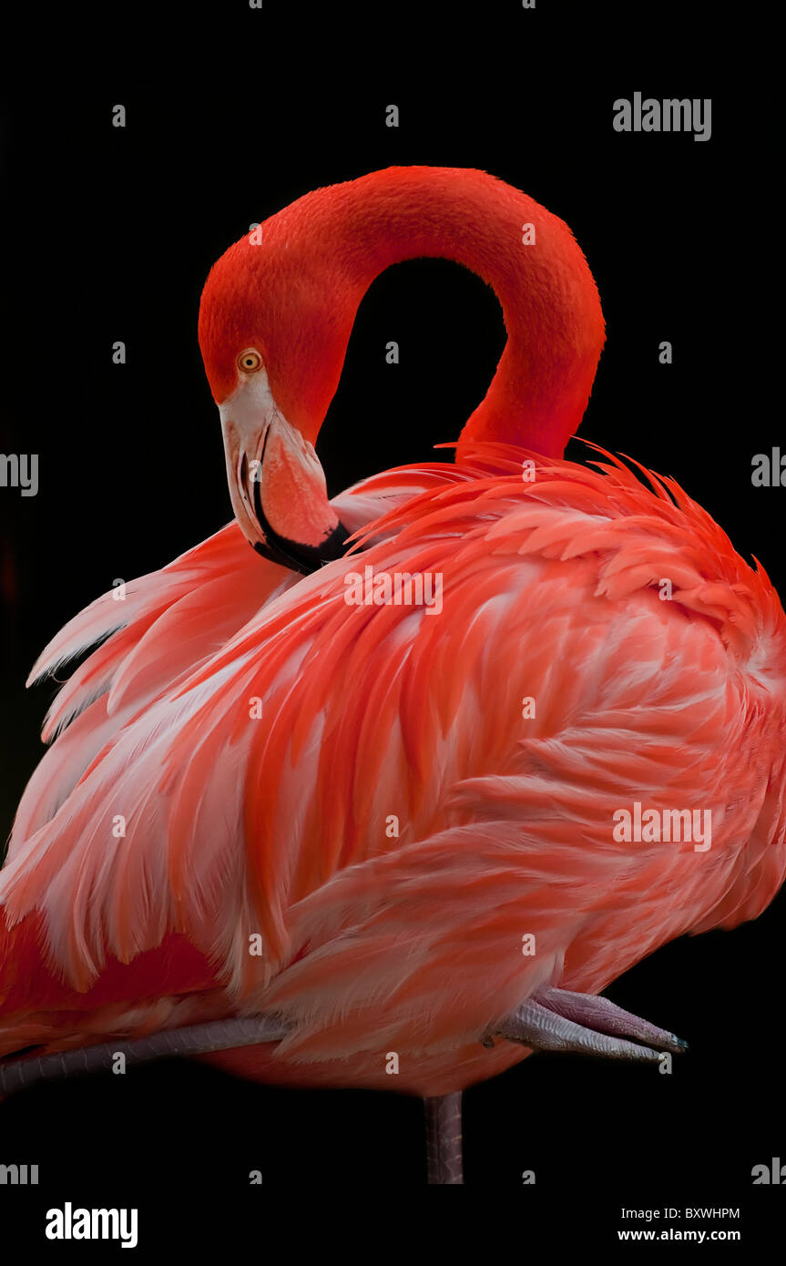 Inquadratura ravvicinata di un singolo uccello Flamingo isolate su sfondo nero. Foto Stock