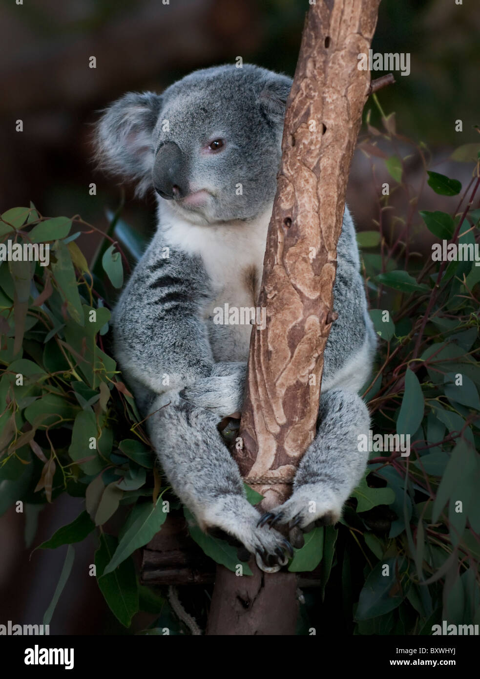 I giovani portano il Koala Foto Stock