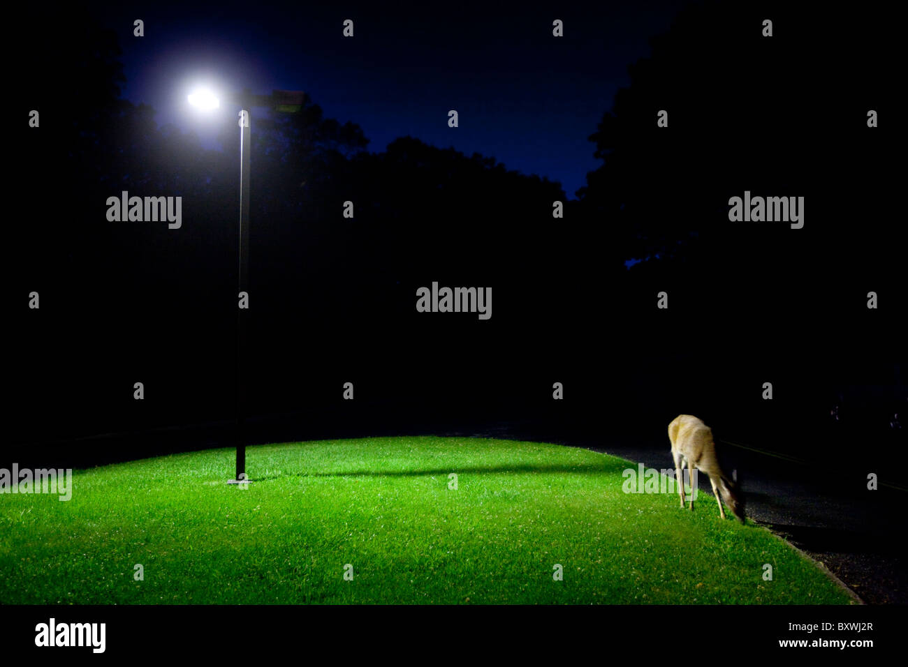 Stati Uniti d'America, Virginia, Parco Nazionale di Shenandoah, White-Tailed cervo (Odocoileus virginianus) alimentazione in prato di Skyland Lodge Foto Stock
