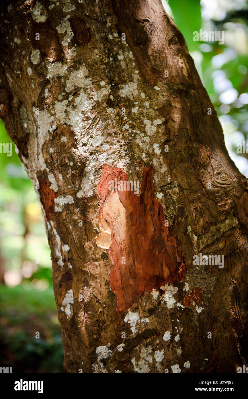 Un albero di cassia, Ambon, Indonesia. Cassia viene spesso utilizzato come un subsitute di cannella. Foto Stock