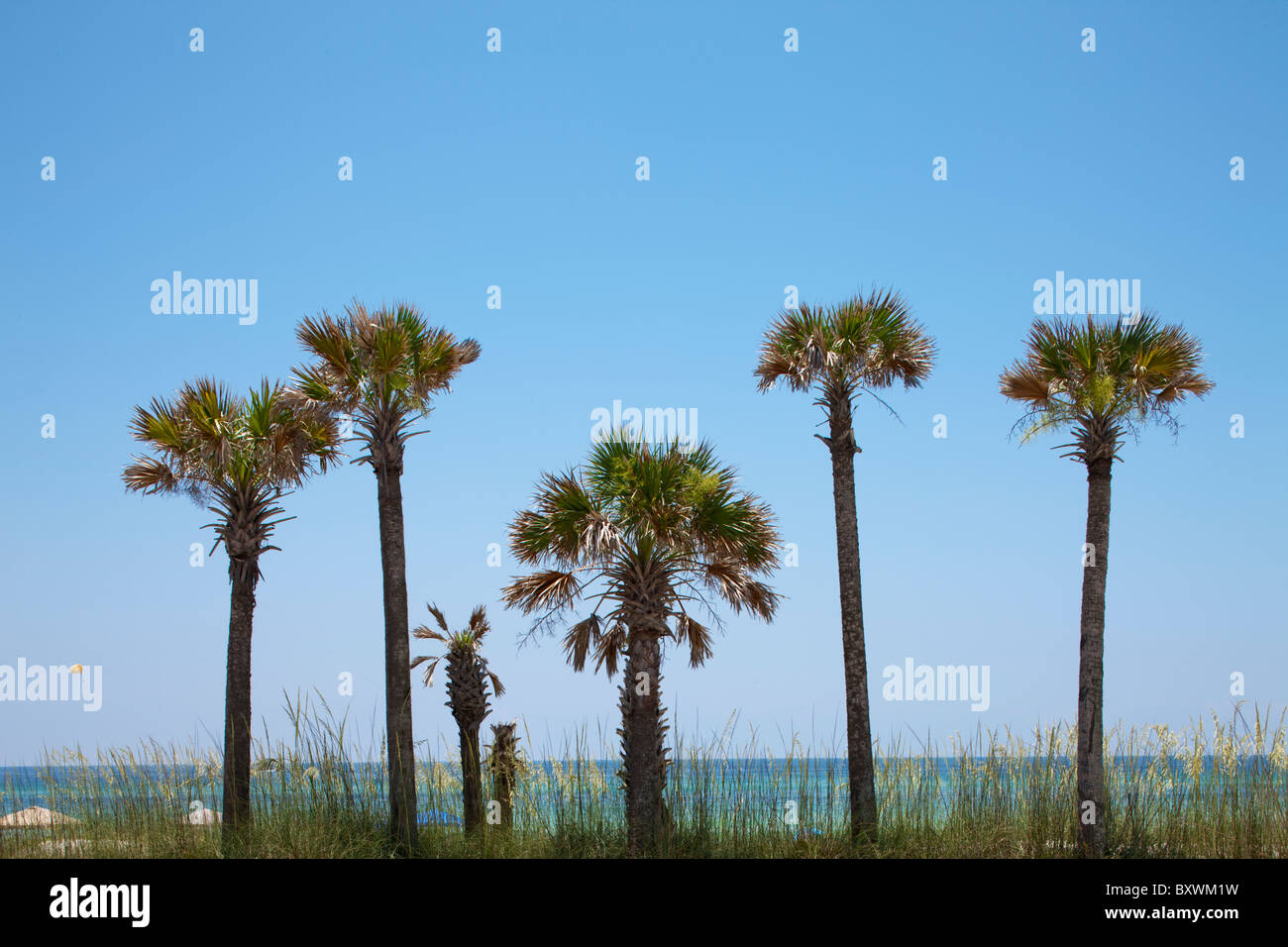 Stati Uniti d'America, Florida, Panama City Beach, palme sul lotto vacante lungo il Golfo del Messico in estate nel pomeriggio Foto Stock