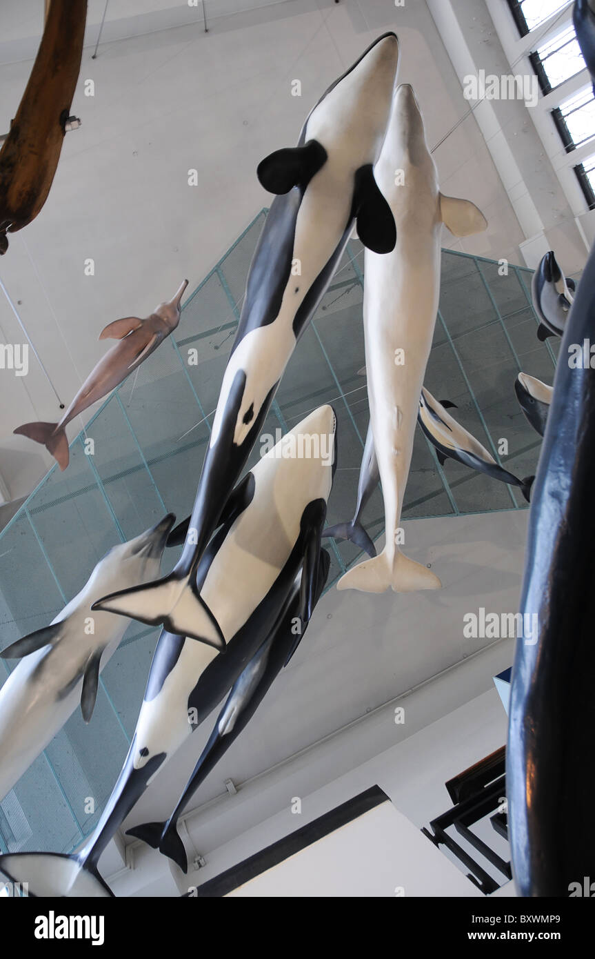 Il Museo di Storia Naturale di Londra, Regno Unito. La visualizzazione della dimensione di vita balena blu e scheletri di altri grandi mammiferi. Foto Stock