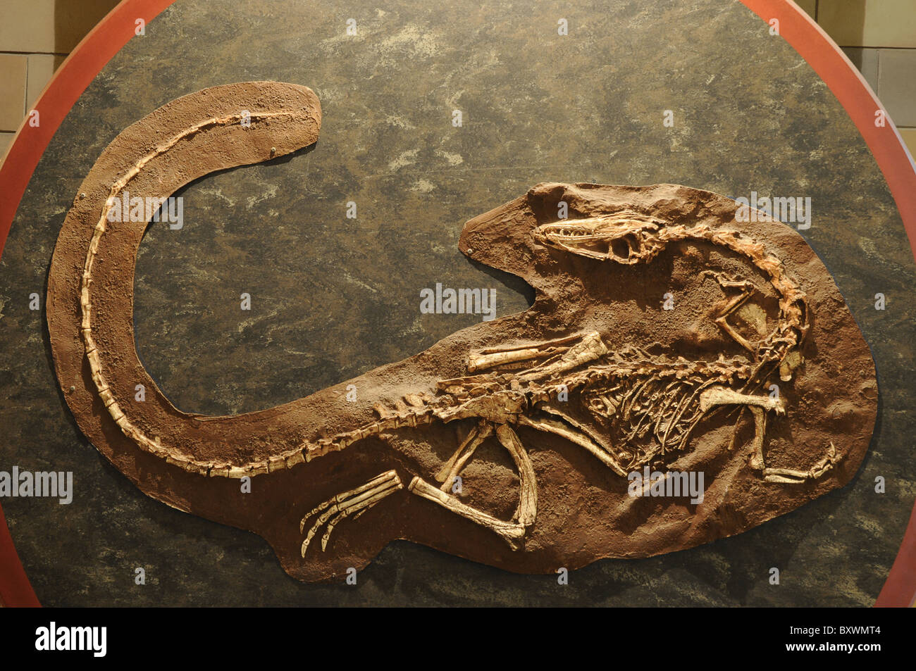 Un dinosauro scavato presso il Museo di Storia Naturale di Londra. Foto Stock