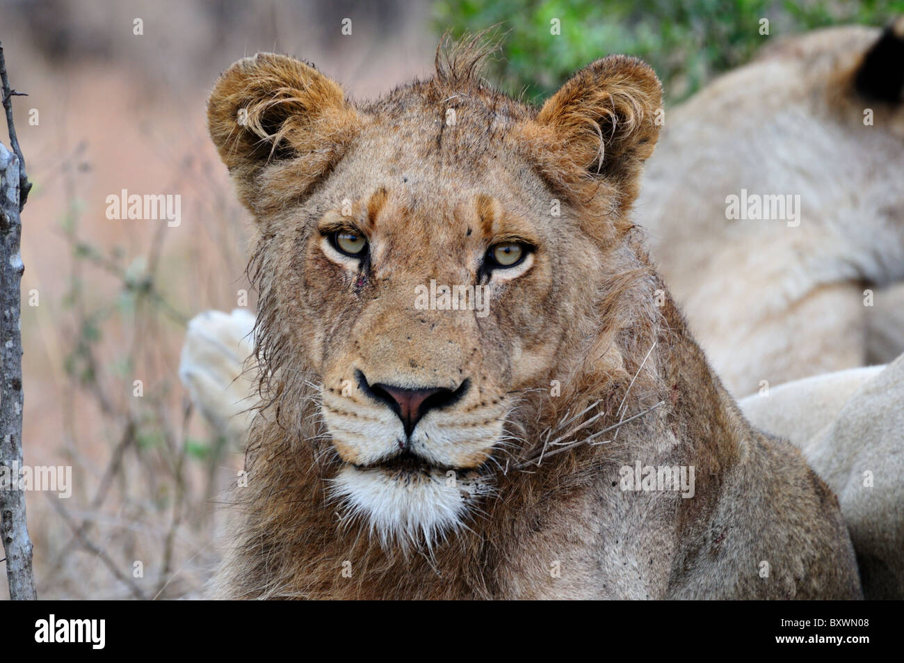 Un primo piano di testa del giovane maschio lion. Parco Nazionale di Kruger, Sud Africa. Foto Stock