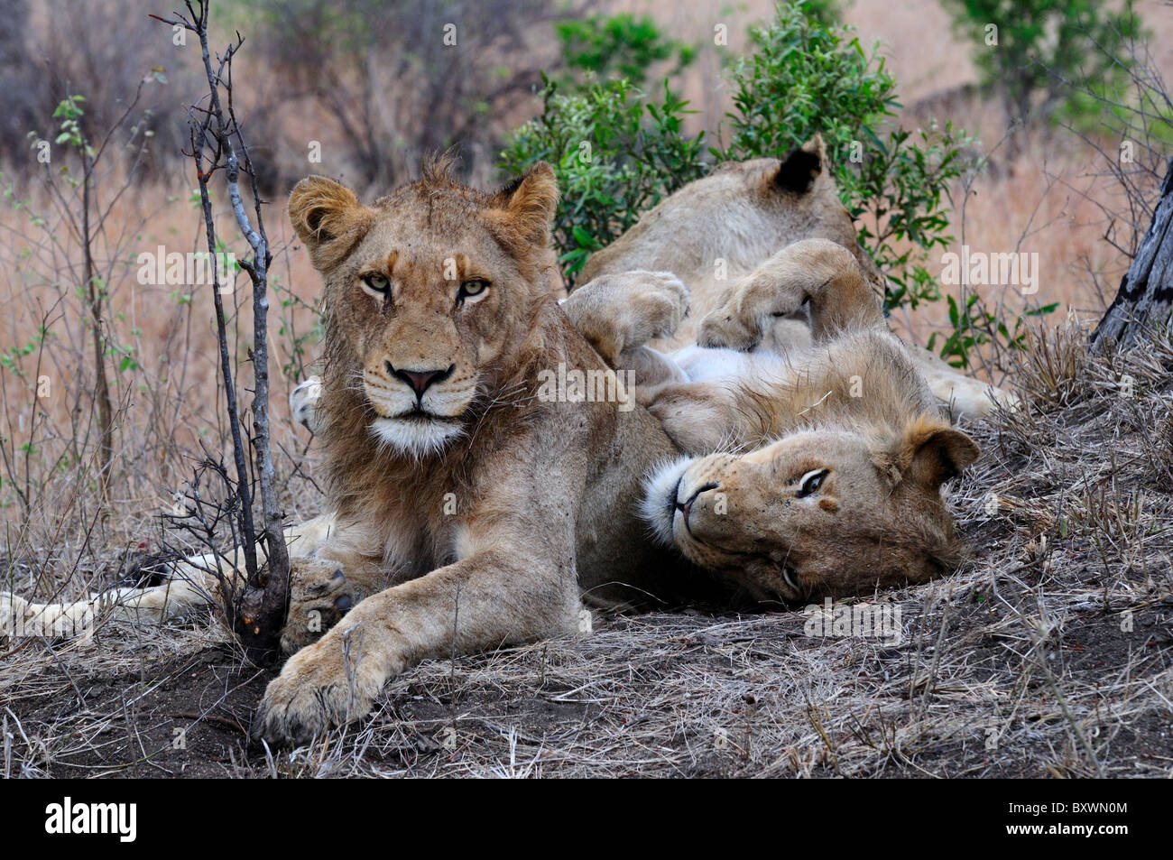 Tre Leoni in appoggio su un monte di sporco. Parco Nazionale di Kruger, Sud Africa. Foto Stock