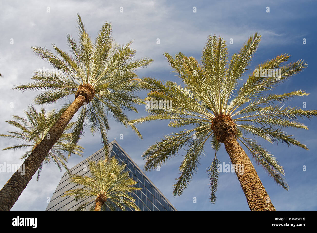 Guardando verso l'alto le palme in Las Vegas Foto Stock