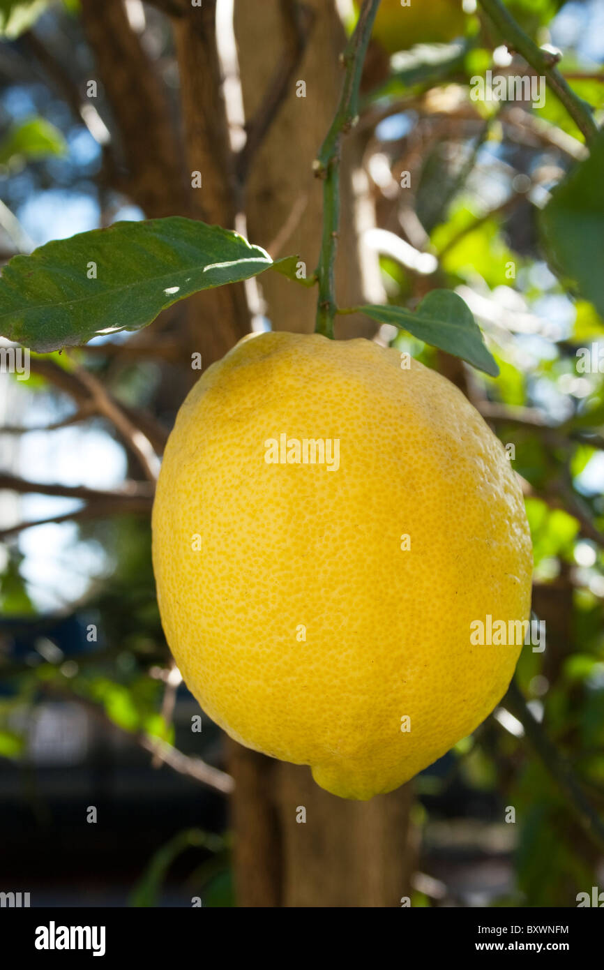 Perfetto il limone Cresce su un albero di limone. Foto Stock