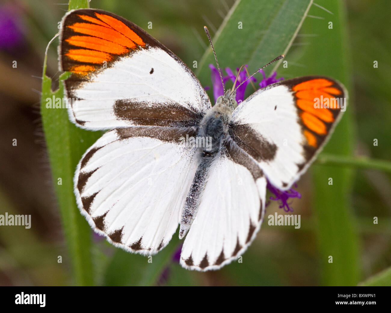 Round-winged o fumo arancione-punta butterfly (Colotis euippe, sottospecie mediata) Foto Stock