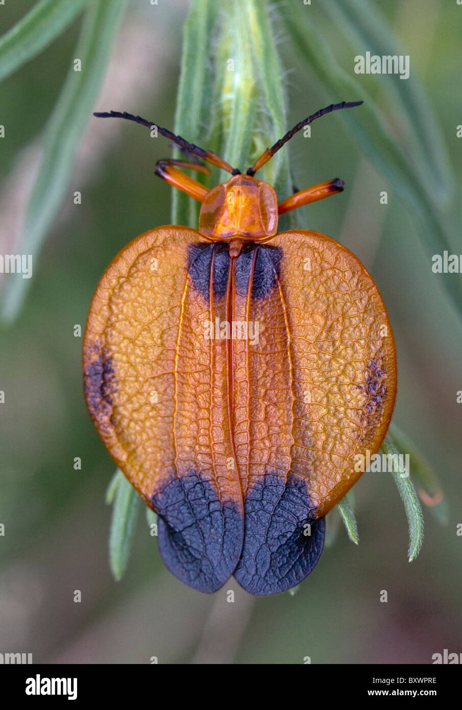 Hook-winged net-scarabeo alato (Lycus melanurus) Foto Stock