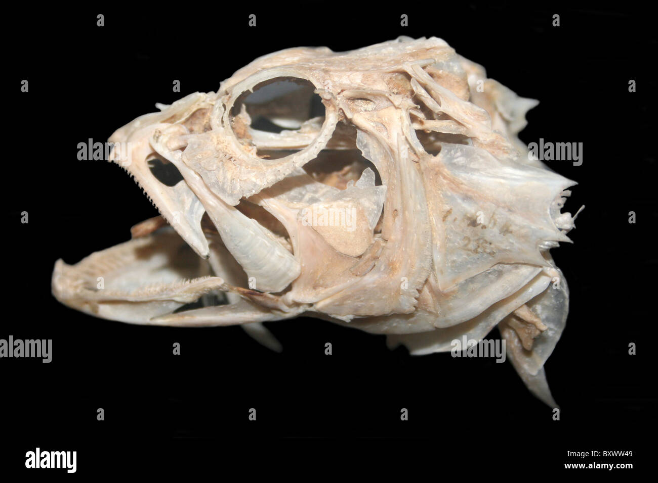 Cranio di pesce, Coney Serranus ouatalibi a.k.a. Cephalopholis fulva Foto Stock