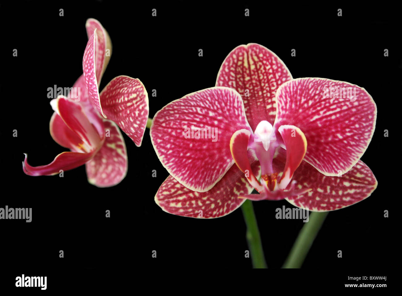 Red Moth Orchid Phalaenopsis fiore Foto Stock