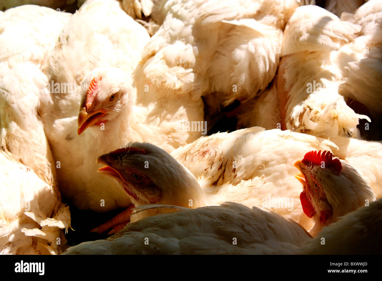 Gli allevamenti di pollame- Polli da carne nel gruppo Foto Stock