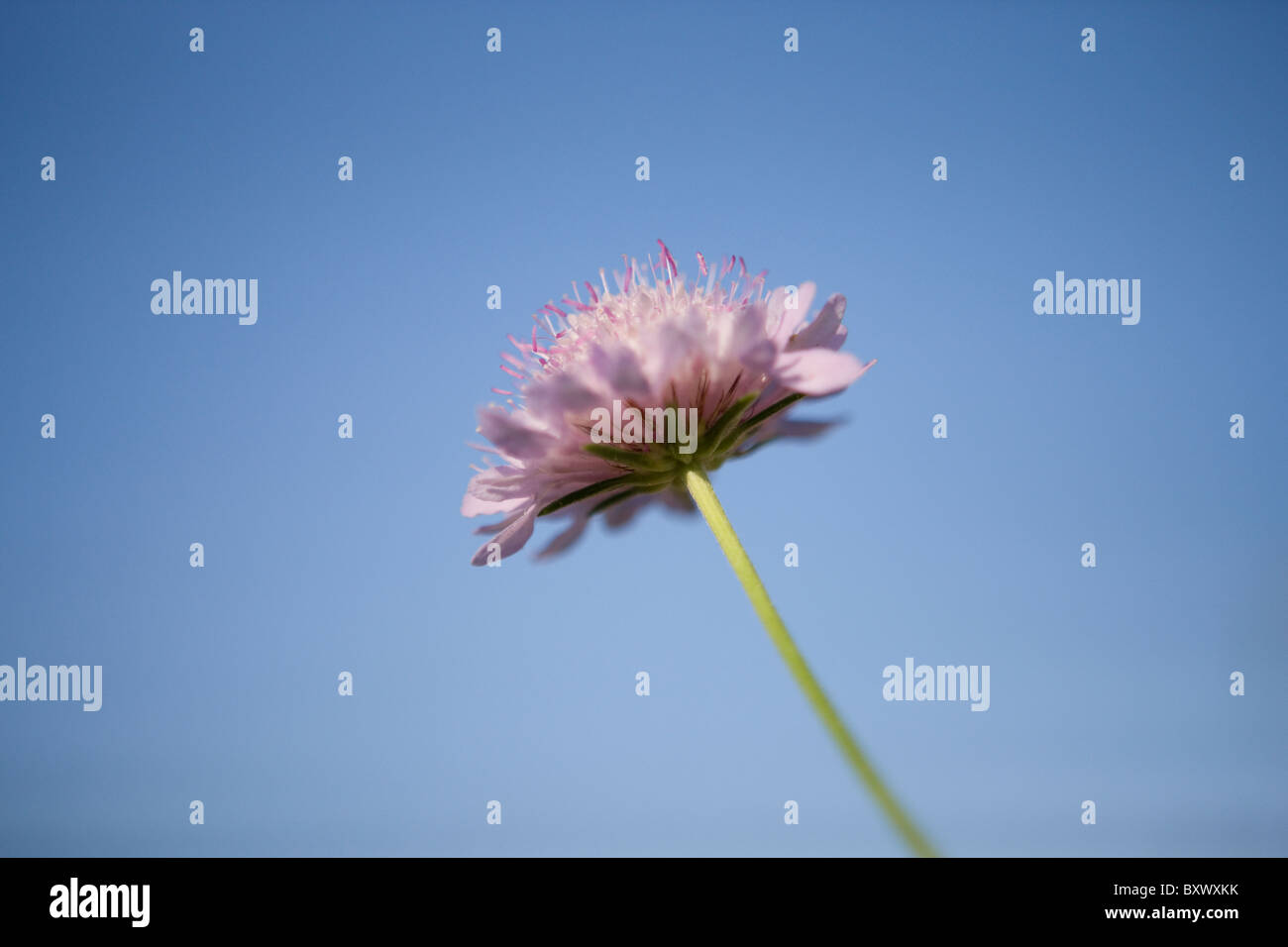 Una puntaspilli fiore o scabious, Scabiosa Foto Stock