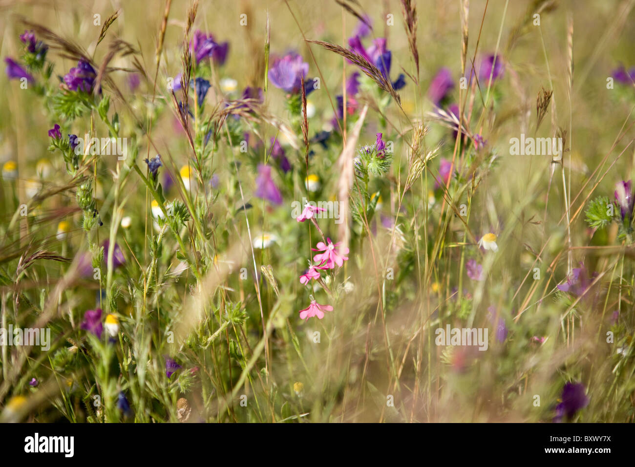 Fiori ed erbe in un prato Foto Stock