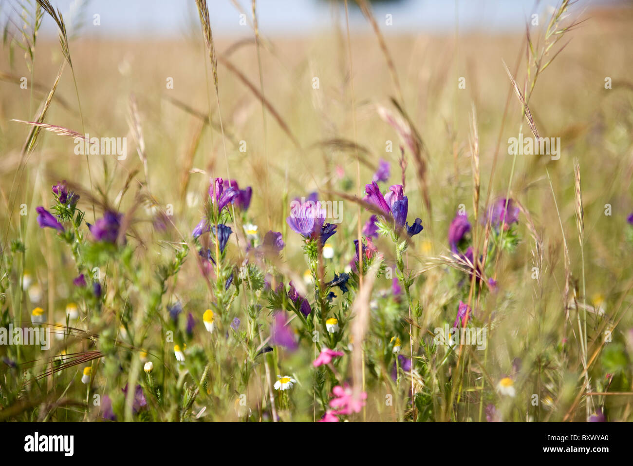 Fiori ed erbe in un prato Foto Stock