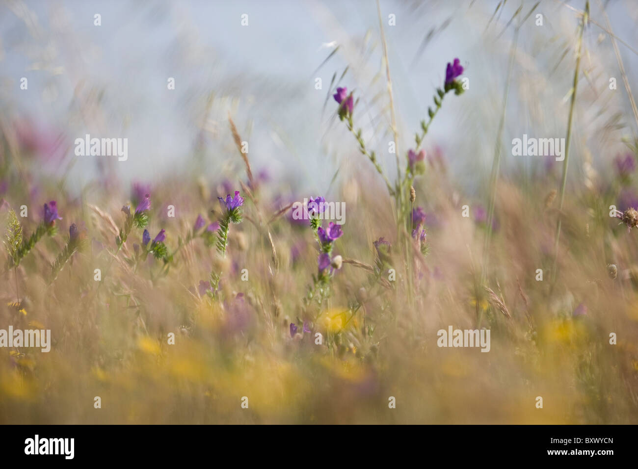 Fiori ed erbe in un prato Foto Stock