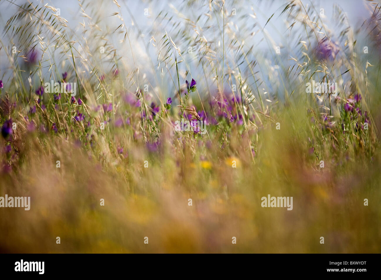 Fiori ed erbe in un prato Foto Stock