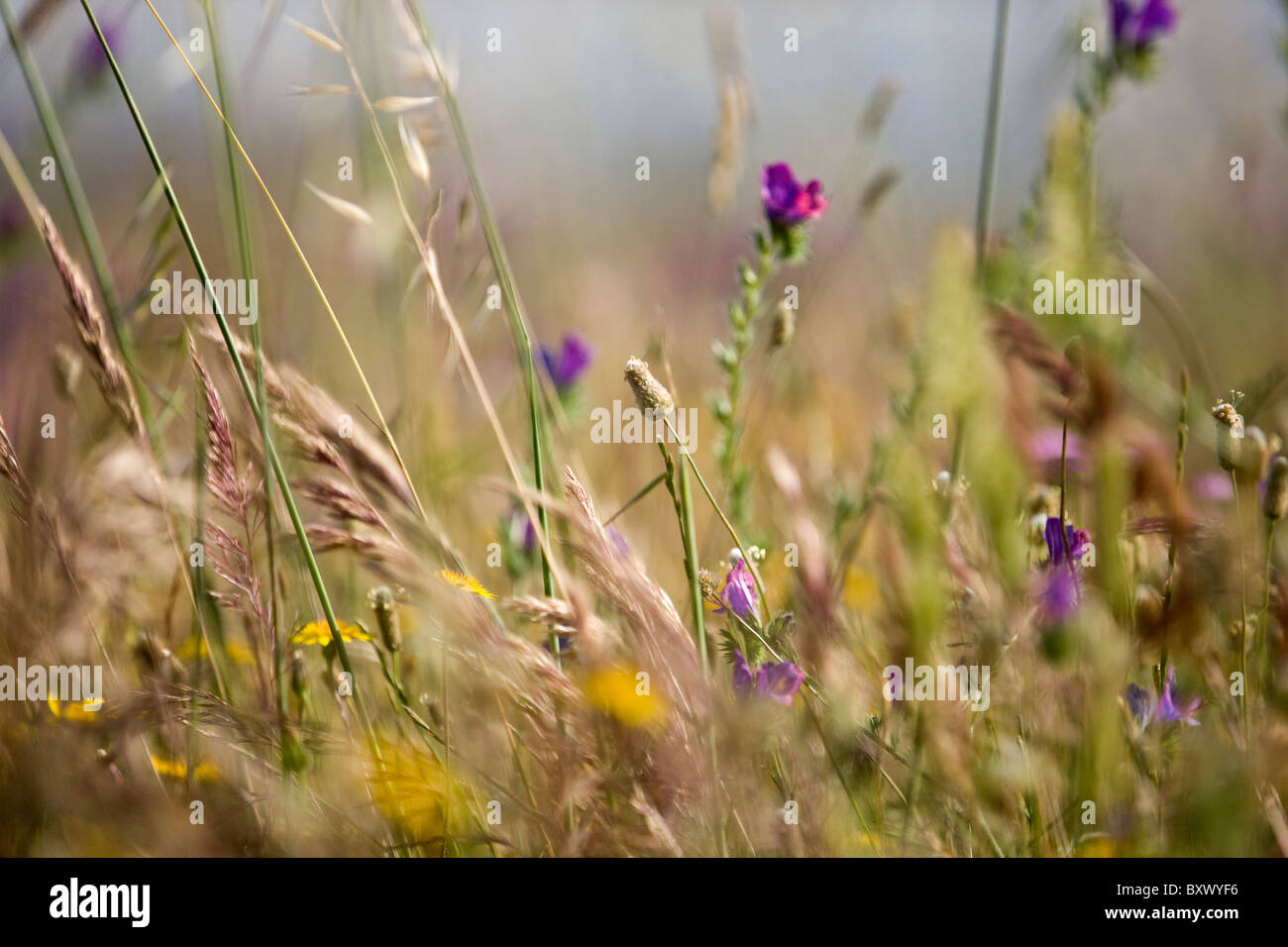 Fiori ed erbe in un prato Foto Stock