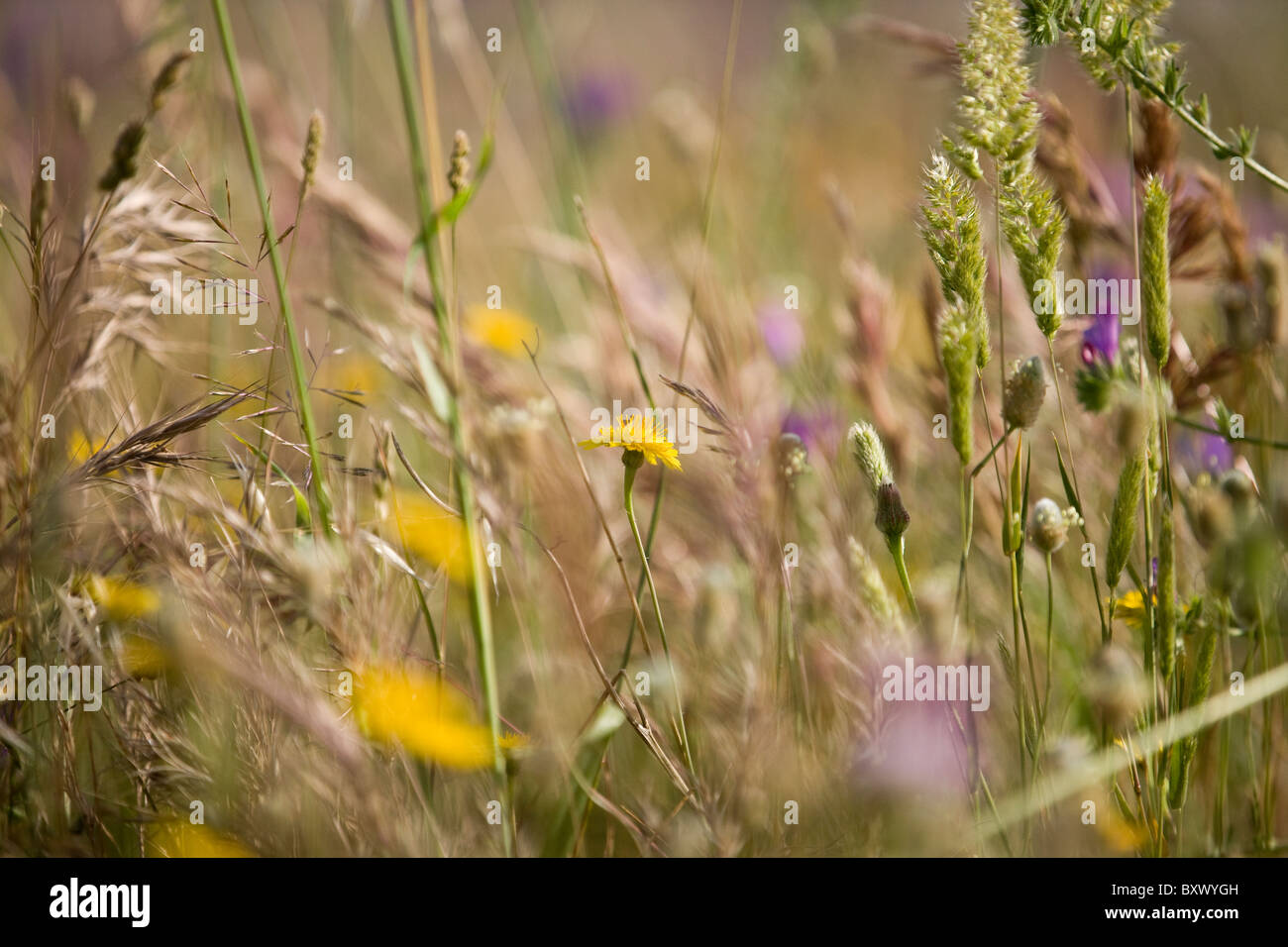Fiori ed erbe in un prato Foto Stock