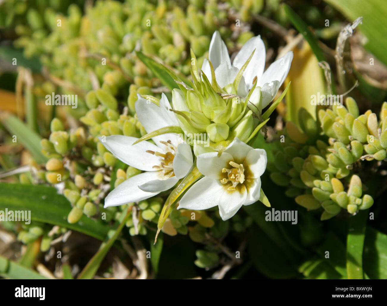 Cape Chincherinchee, Chinkerinchee, Crema Starflower, sud-africaine fiore a stella, Ornithogalum thyrsoides, Hyacinthaceae S Africa Foto Stock