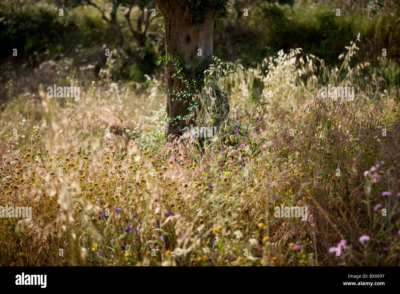 Un albero è circondato da fiori ed erbe Foto Stock
