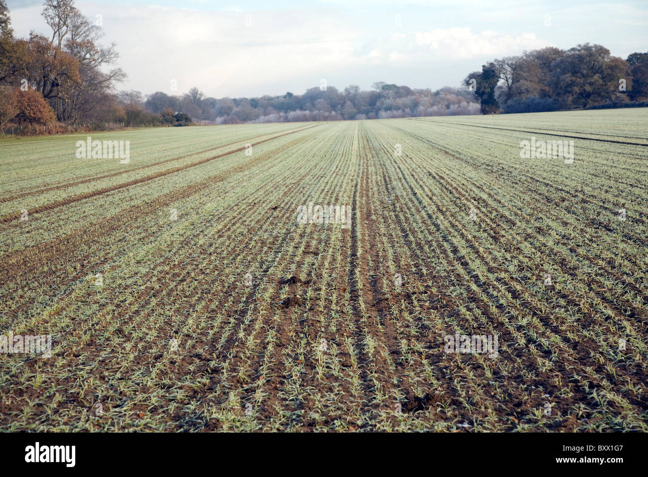 Le linee convergenti pattern in prospettiva le colture invernali di campo Shottisham, Suffolk, Inghilterra Foto Stock