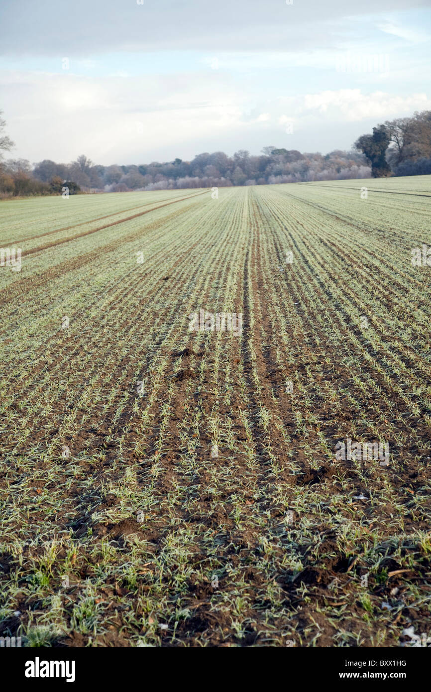 Le linee convergenti pattern in prospettiva le colture invernali di campo Shottisham, Suffolk, Inghilterra Foto Stock