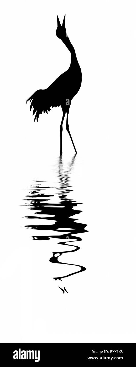 Silhouette di gru su sfondo bianco Foto Stock