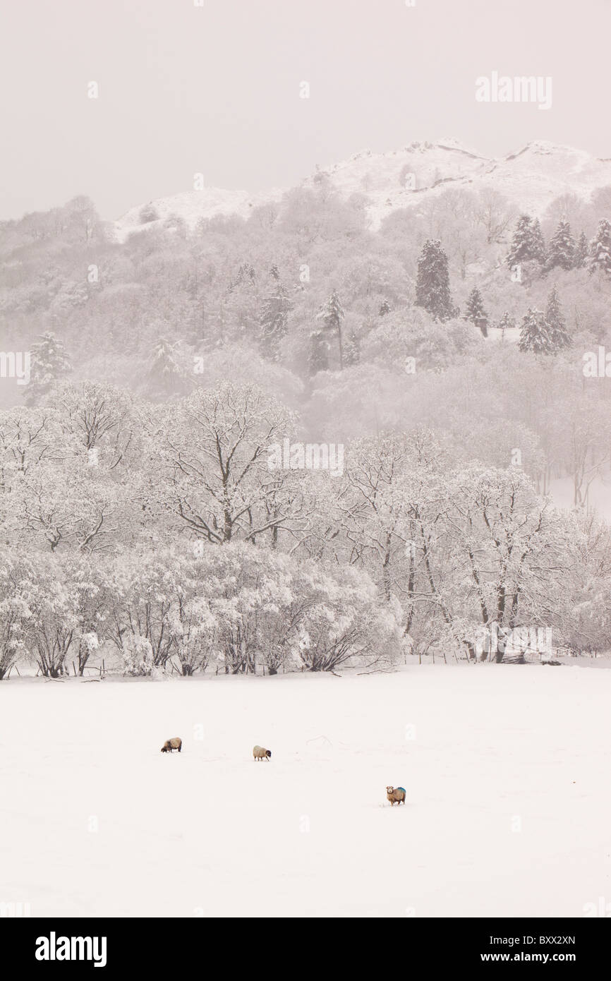 Pecore in un campo a Ambleside durante il mese di dicembre 2010 big chill. Foto Stock