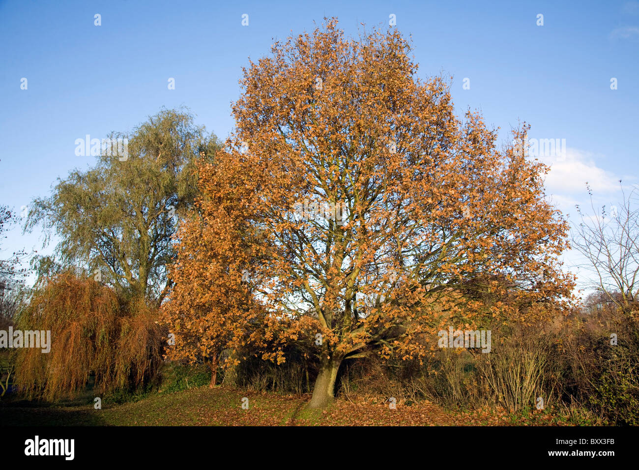 Foglie di colore arancione quercia inverno Shottisham Suffolk in Inghilterra Foto Stock