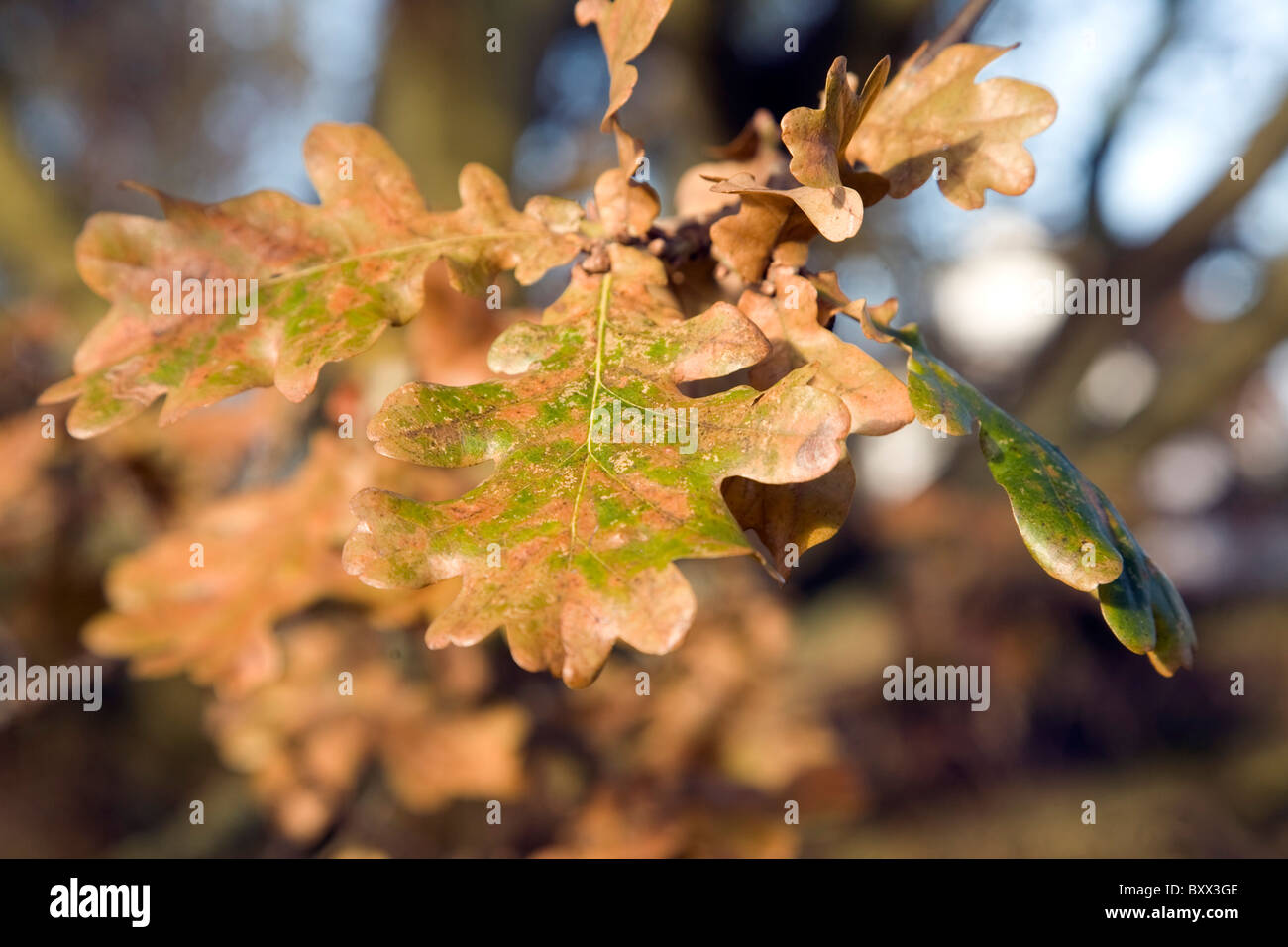 Vicino la quercia di foglie di autunno inverno Foto Stock