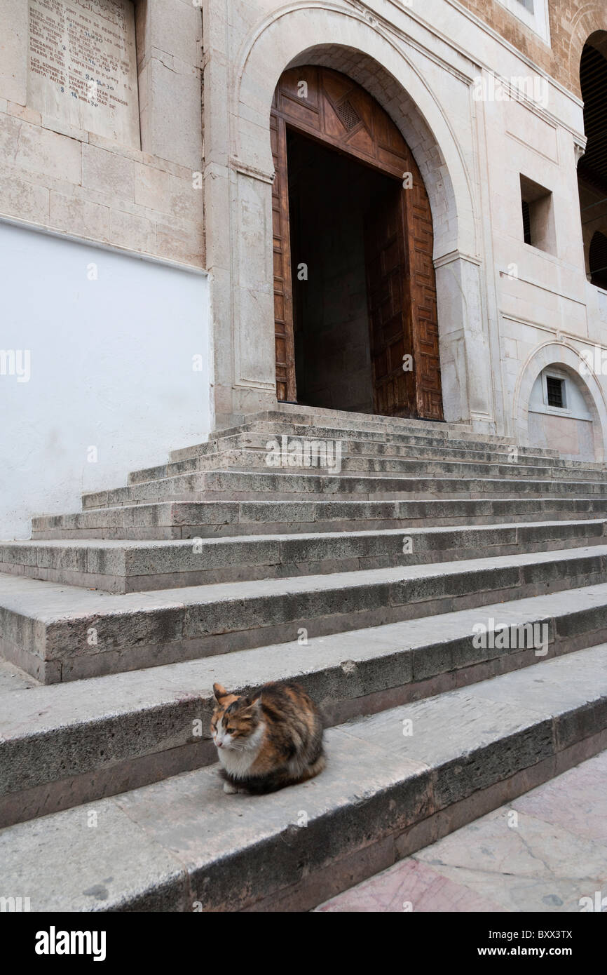 Cat seduta passi moschea Ez-Zitouna Tunis Tunisia Foto Stock