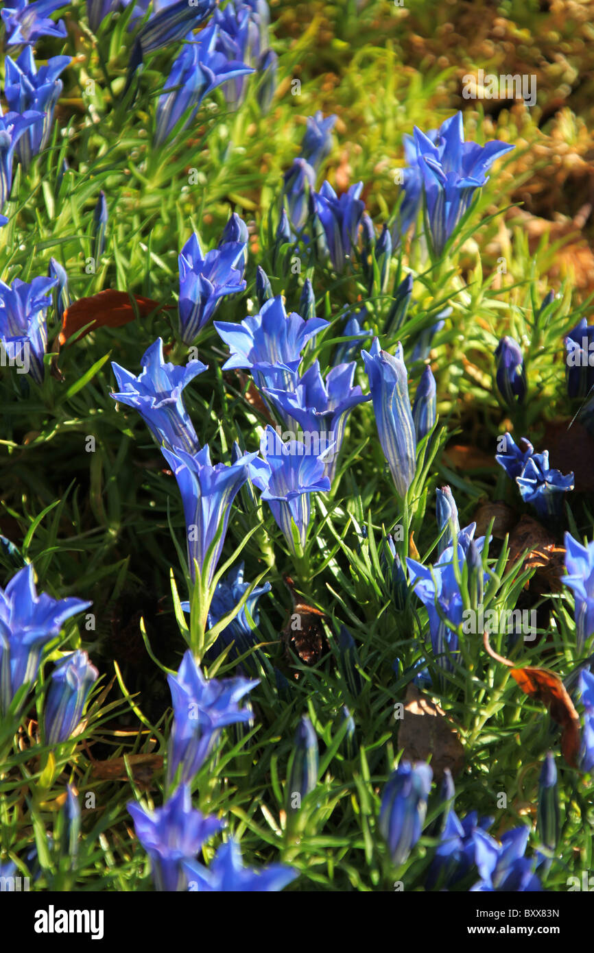Ness Botanic Gardens, Inghilterra. Veduta autunnale di Gentiana sino-ornata in piena fioritura a Ness Botanic Gardens. Foto Stock