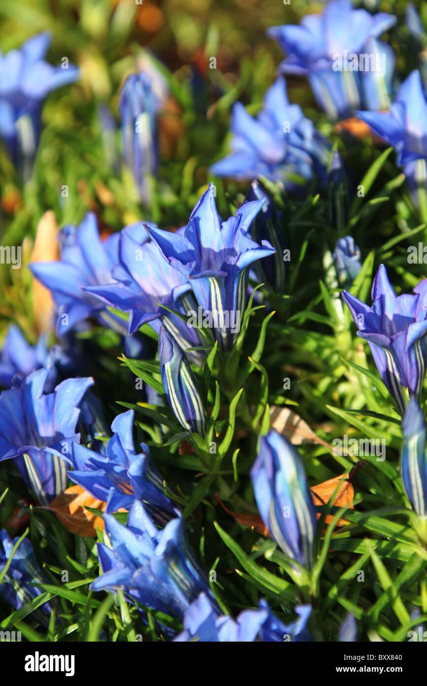 Ness Botanic Gardens, Inghilterra. Veduta autunnale di Gentiana sino-ornata in piena fioritura a Ness Botanic Gardens. Foto Stock