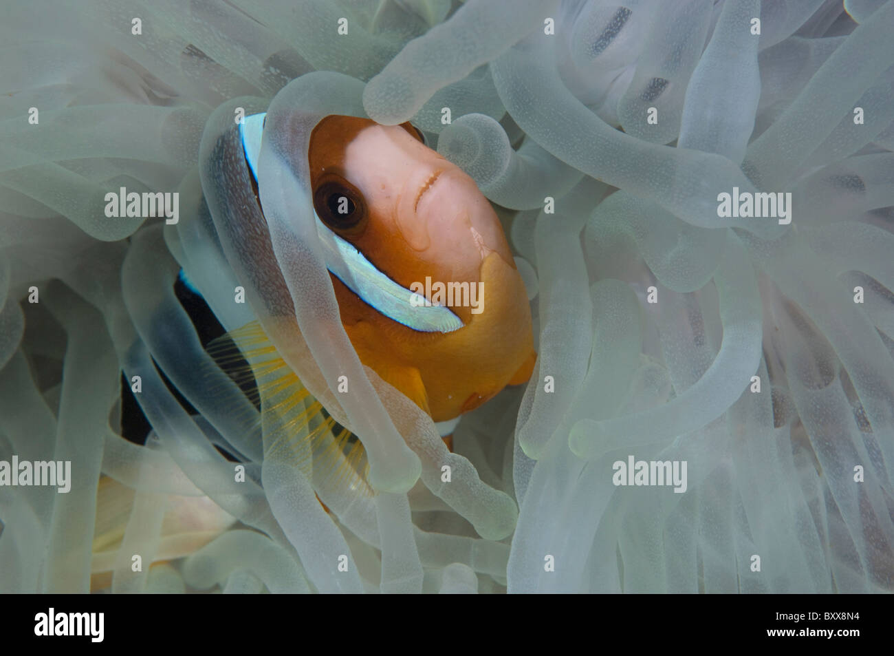 Un Clark anemonefish avvolto in i tentacoli di un anemone su una scogliera in Indonesia. Foto Stock