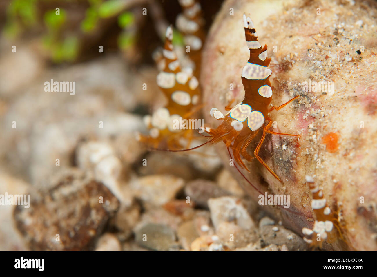 Gamberi di Anemone su una barriera corallina in Indonesia. Foto Stock