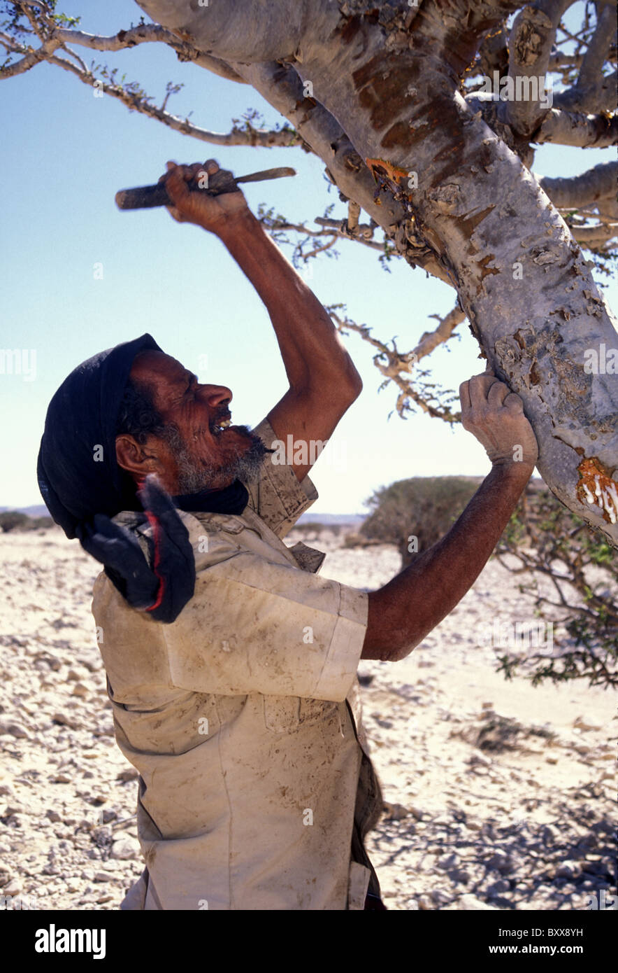 Bedouin tribesman taglio albero di incenso Dhofar Oman Foto Stock