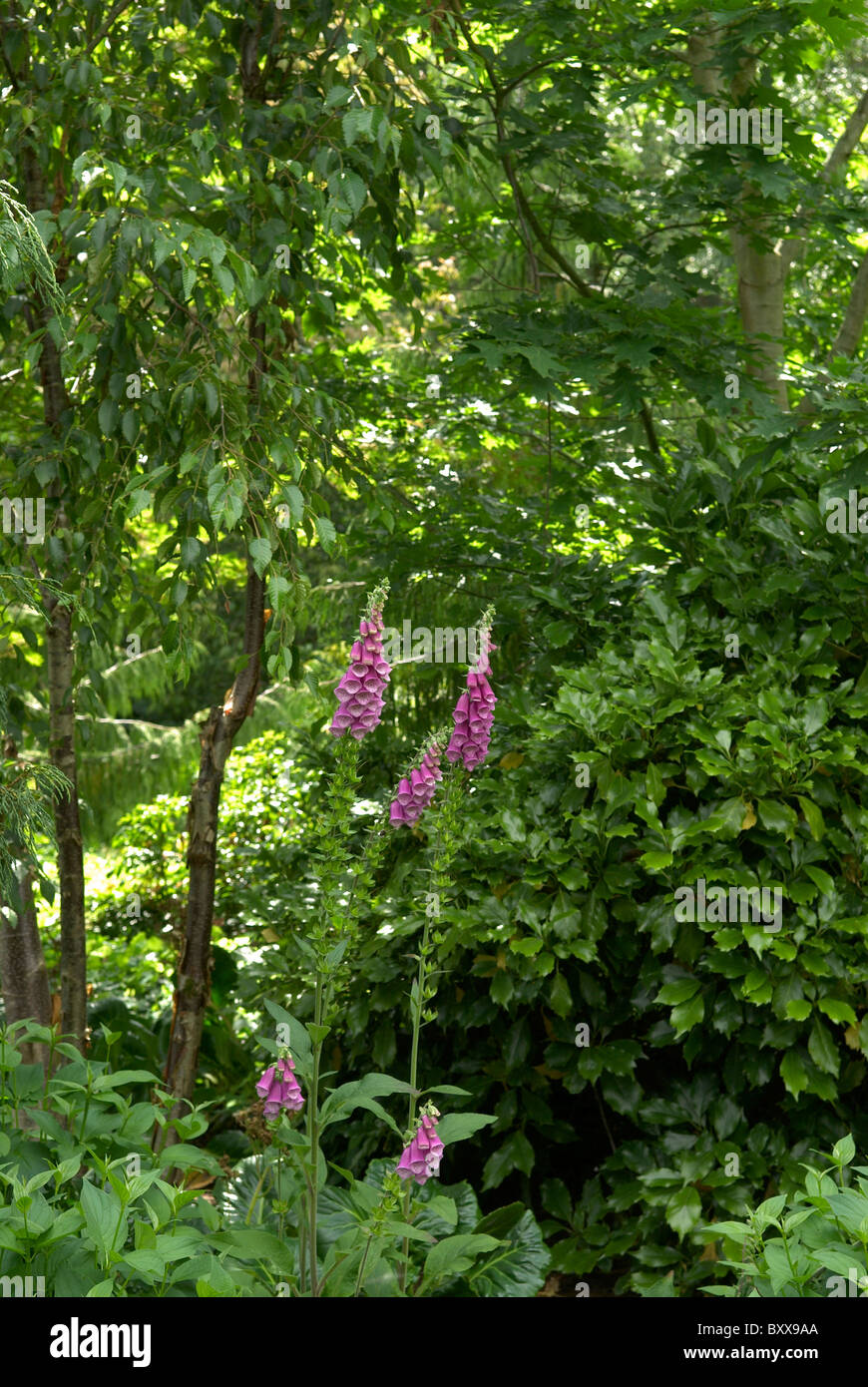Digitalis purpurea Foxglove Lady del guanto in corrispondenza RHS Rosemoor boschiva Foto Stock