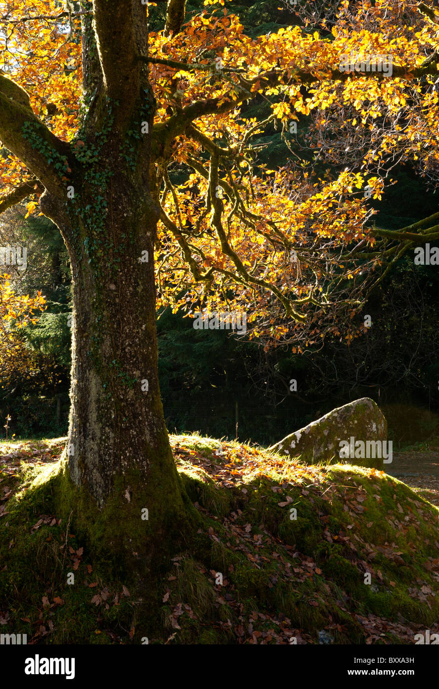 Albero di quercia in autunno retroilluminato con foglie d'oro, Dartmoor Devon UK Foto Stock