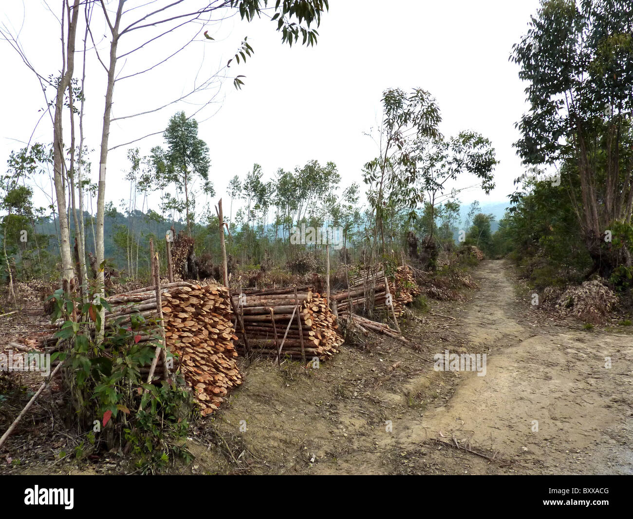 MADAGASCAR di alberi di eucalipto raccolte per la cottura e forni di mattone sostituire specie native in molte aree. Foto Tony Gale Foto Stock