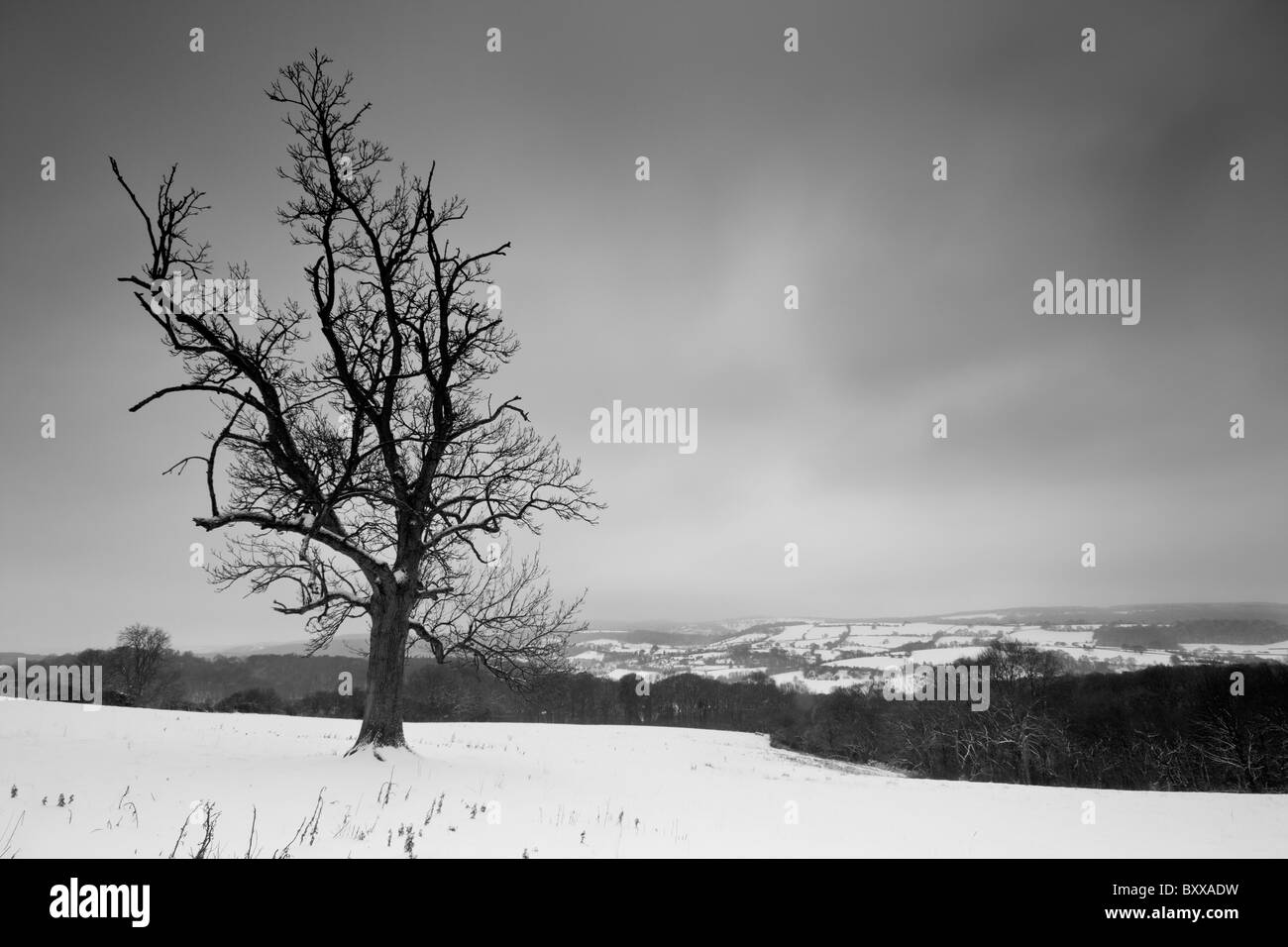 Dead Oak Tree & neve Foto Stock