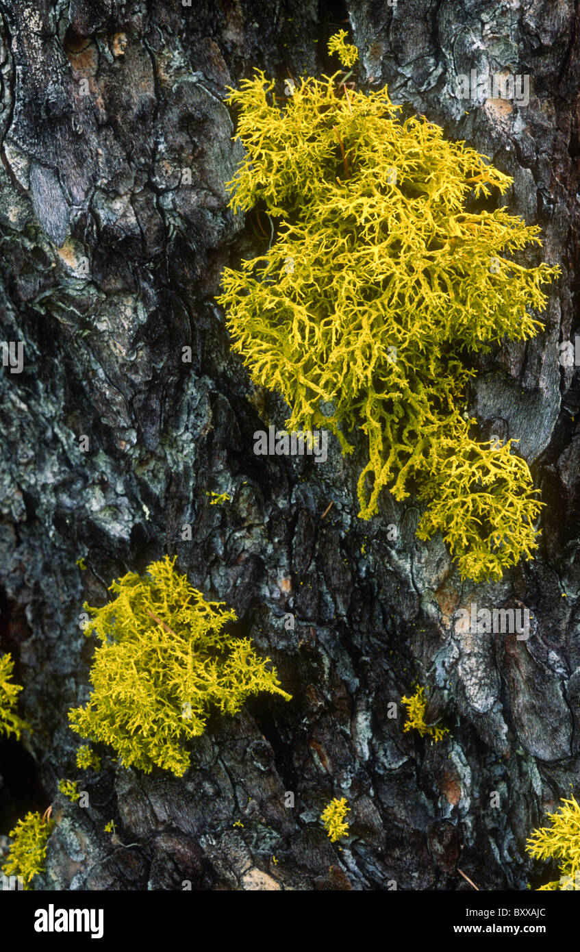 Lupo moss, Letharia vulpina, Dolomiti, Italia Foto Stock